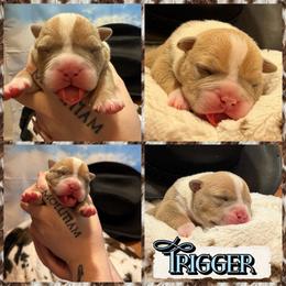 Trigger - Blue fawn male American Bully puppy in Princeton, Texas from District 12 Kennels