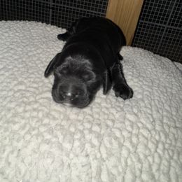 Pepper - Black and white male Cocker Spaniel puppy in Lake, Mississippi from MGs Cockers