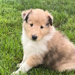 Boy 2 - Collie puppy from Collie Campo