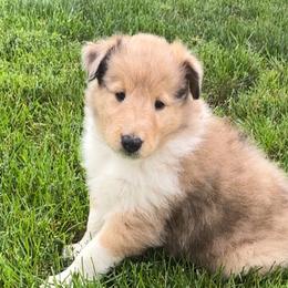 Boy 2 - Collie puppy from Collie Campo