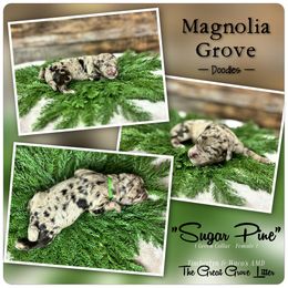 Sugar Pine - Green Collar - female Australian Mountain Doodle puppy in Oxford, Alabama from Magnolia Grove Doodles