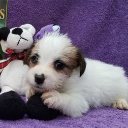 Russell Terrier Puppies from Hearthrob Haven