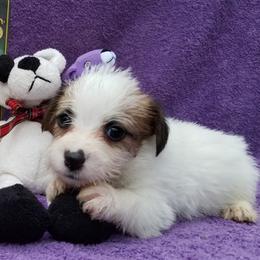 Russell Terrier Puppies from Hearthrob Haven