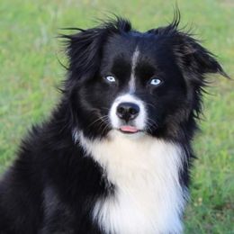 Miniature American Shepherds, Miniature Australian Shepherds, and Toy Australian Shepherds from Panhandle Australian Shepherds