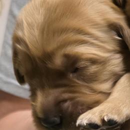 Shaker - Dark golden female Golden Retriever puppy in Princeton, Minnesota from Bewitched Goldens