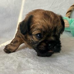 Yoda - Red male Brussels Griffon puppy in Seneca, Missouri from Stephanie’s Puppy Colony