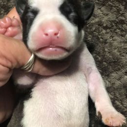 American Staffordshire Terrier Puppies from Angel Moon Terriers
