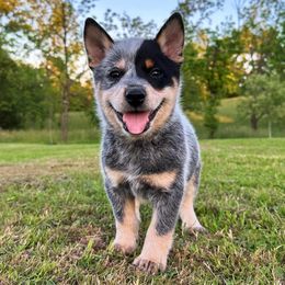 American Corgis, Australian Cattle Dogs, and Pembroke Welsh Corgis from Tompkins Farm
