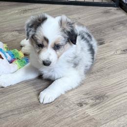 Brave - Blue merle male Border Collie puppy in Guffey, Colorado from Sunset Ridge