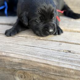 Red - Black male Labrador Retriever puppy in Paulden, Arizona from Carefree Samoyeds & Deserthills Labradors