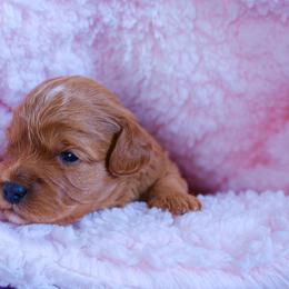 Loki - Red male Cavapoo puppy in Kalamazoo, Michigan from Sleeping Bear Kennels