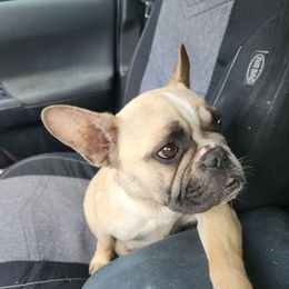 French Bulldogs from Kathy's Frenchies