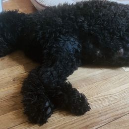Goldendoodles from CT Doodlez