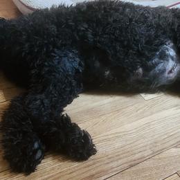 Goldendoodles from CT Doodlez