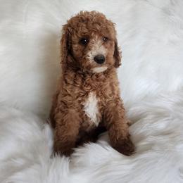 Miss Purple - Apricot female Goldendoodle puppy in Cumming, Georgia from Chattahoochee Kennels