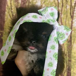 Tina - Black and tan Pomeranian puppy in Redding, California from Yates Pomeranians