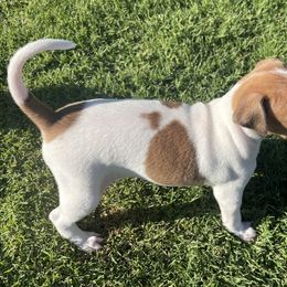 Italian Greyhound Puppies from Bahia Verde’s Kennels