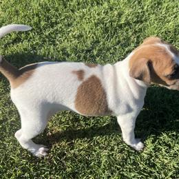 Italian Greyhound Puppies from Bahia Verde’s Kennels