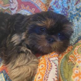 Shih Tzu Puppies from LaDawn’s Little Lions