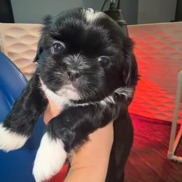 Aaron - Black and white male Shih Tzu puppy in Kettering, Ohio from The Ruff Life Tribe