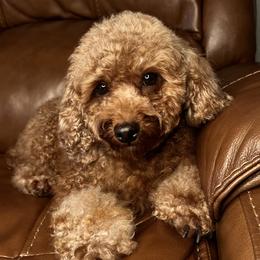 Callie - Poodle