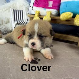 Clover - Sable male Pembroke Welsh Corgi puppy in Apison, Tennessee from Ashmore Corgis