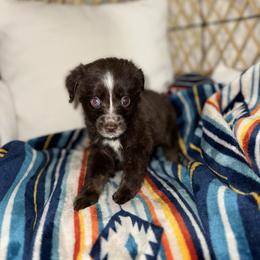 Lilly - Red tri female Miniature Australian Shepherd puppy in Angleton, Texas from 4LH Australian shepherds