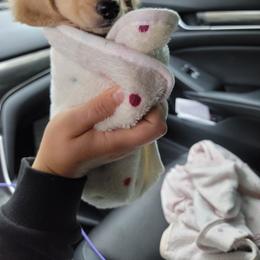 Dachshund Puppies from Divine Doxies