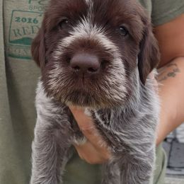 Boy 3 - Brown and gray male Wirehaired Pointing Griffon puppy in Emmett, Idaho from Idaho Wirehaired Pointing Griffons