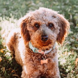 Ginger - Goldendoodle