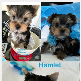 Yorkshire Terrier Puppies from Yorkie Paw