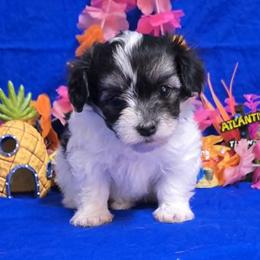 Tri spotted boy - Black and white male Havanese puppy in Vinita, Oklahoma from Locust Creek Shih Tzu & Havanese