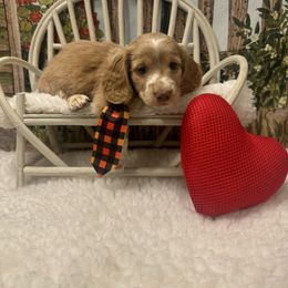 SEBASTIAN - Cream male Dachshund puppy in Polo, Missouri from Blue Tails Farm