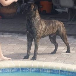 Brinx - Bullmastiff