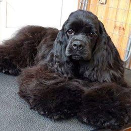 Milyy - Cocker Spaniel