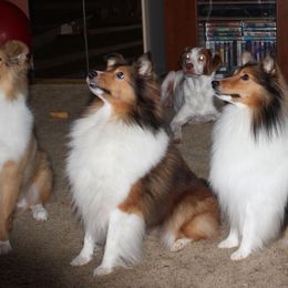 Collies from Mary Linstad's Collies
