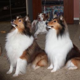Collies from Mary Linstad's Collies