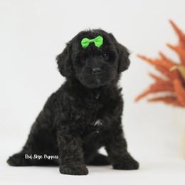 Spade (Green Collar Male) - Black male Cavapoo puppy in Republic, Missouri from Red Skye Puppies