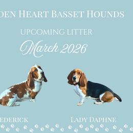 Basset Hound puppies from Hidden Heart Basset Hounds