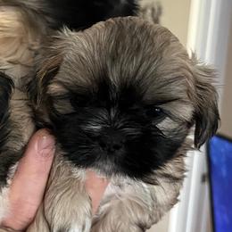 Olive (Willow) - Brindle female Shih Tzu puppy in Reading, Michigan from You Little Shih-tzu’s 😊
