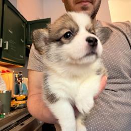 Yellow Pepper - Red female Pembroke Welsh Corgi puppy in New York, New York from Ad Astra NYC