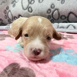 Maple - Buff female Cockapoo puppy in Clarks Summit, Pennsylvania from M&M Cockapoos