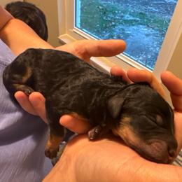 Girl 2 - Black female Goldendoodle puppy in Ocala, Florida from The Treasured Puppies Department