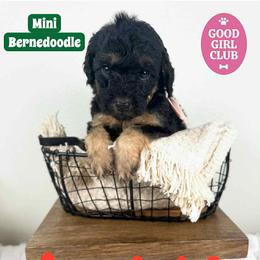 Bernedoodle, Goldendoodle, and Poodle Puppies from Plum Valley Pups