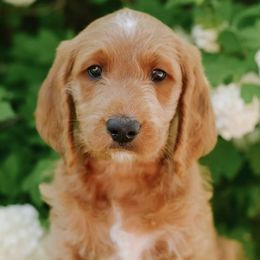 Goldendoodles from Hunter Golden doodles