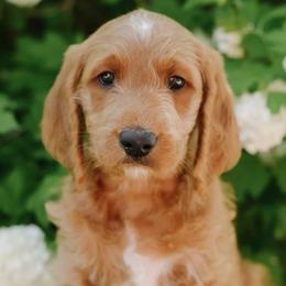 Goldendoodles from Hunter Golden doodles