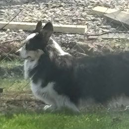 Gemmy - Pembroke Welsh Corgi