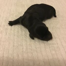Girl 1 - Dachshund puppy in Great Bend, Pennsylvania from Dashing Doxies