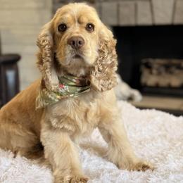 Cocker Spaniel puppies from Robbin's Treasures