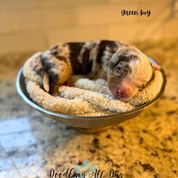 Green boy - Chocolate merle male Bernedoodle puppy in Valdese, North Carolina from Doodling All Day Goldendoodles